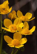 Sumpfdotterblume Steinhude